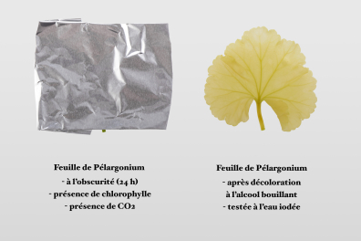 Synthèse de l'amidon - Expérience sans lumière